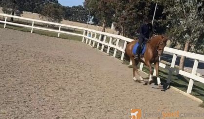 FLASHY GELDING  on HorseYard.com.au