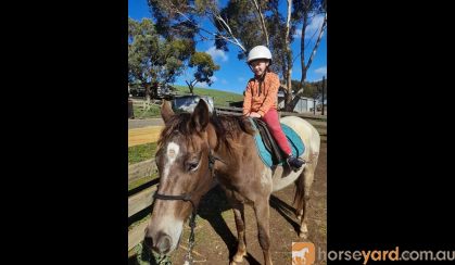 Pepper- Appaloosa teen's mount on HorseYard.com.au