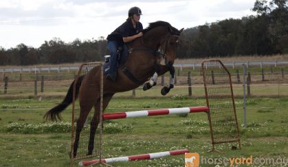 Dressage or Jumping star  on HorseYard.com.au