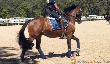 Wanted Beginners Horse wanted on HorseYard.com.au