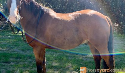 Irish Sport Horse x Waler 5yo 15.2hh gelding on HorseYard.com.au