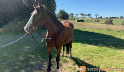 Irish Sport Horse x Waler 5yo 15.2hh gelding on HorseYard.com.au