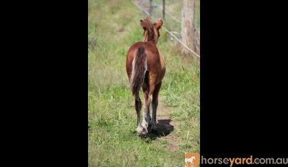 Mini Horse Weanling Gelding on HorseYard.com.au