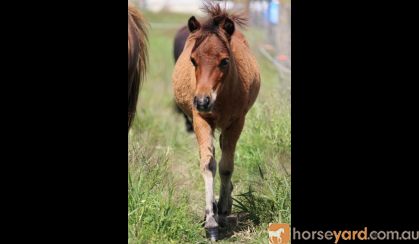 Mini Horse Weanling Gelding on HorseYard.com.au