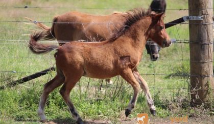 Mini Horse Weanling Gelding on HorseYard.com.au