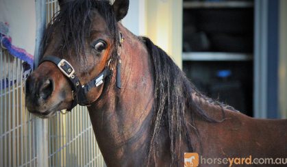 Blood bay Miniature Stallion on HorseYard.com.au