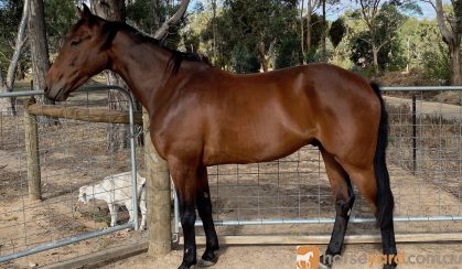 Beautiful bay for trail riding  on HorseYard.com.au