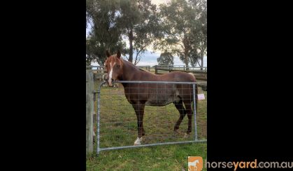 14.2 Arabian Gelding on HorseYard.com.au