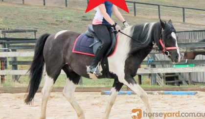 Gizmo - Riding School Reduction on HorseYard.com.au
