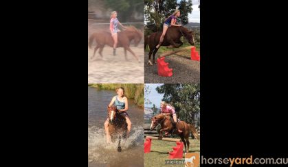 Welsh x Australian Riding Pony  on HorseYard.com.au