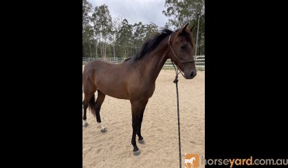 Unbroken filly on HorseYard.com.au