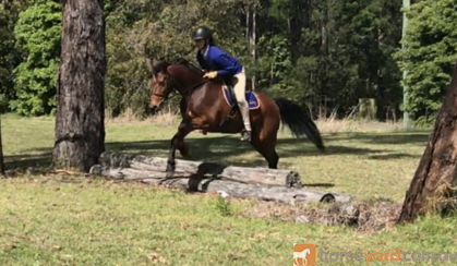 Elementary Dressage Pony GRPx  on HorseYard.com.au