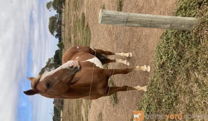 Lovely stock horse to good home only on HorseYard.com.au