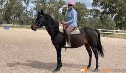 Lovely 14.3 hh 12 year old ASH x Arab mare on HorseYard.com.au