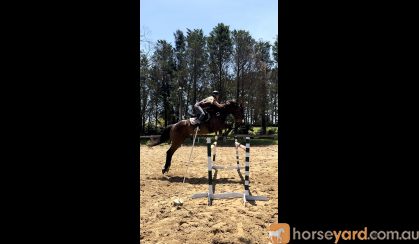 17.1hh Showjumper on HorseYard.com.au