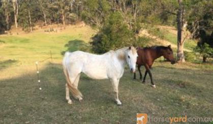 Beautiful companion pony on HorseYard.com.au