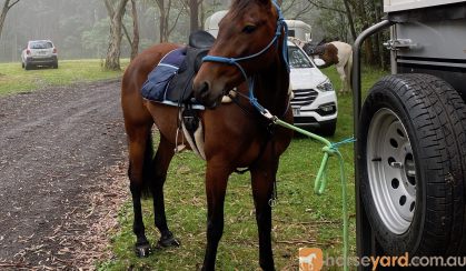 Beautiful bay for trail riding  on HorseYard.com.au