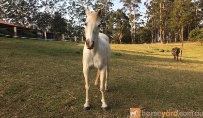 Beautiful companion pony on HorseYard.com.au