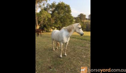 Beautiful companion pony on HorseYard.com.au