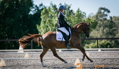 Versatile Medium Dressage Pony on HorseYard.com.au