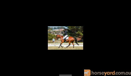 Elementary Dressage Pony GRPx  on HorseYard.com.au