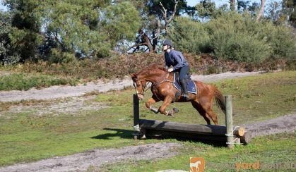 Stunning Chestnut Gelding on HorseYard.com.au