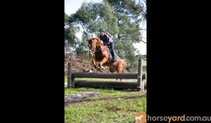 Stunning Chestnut Gelding on HorseYard.com.au