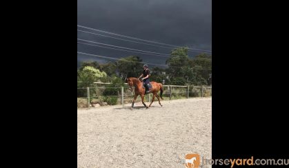 Stunning Chestnut Gelding on HorseYard.com.au