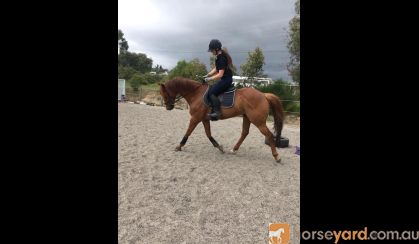 Stunning Chestnut Gelding on HorseYard.com.au