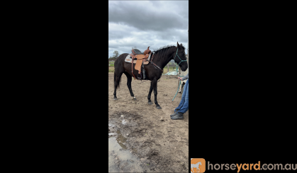 Stock horse mare on HorseYard.com.au