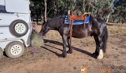 GYPSY COB (75%) GELDING, 6YO, 15.3hh (Registered) on HorseYard.com.au