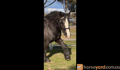 GYPSY COB (75%) GELDING, 6YO, 15.3hh (Registered) on HorseYard.com.au
