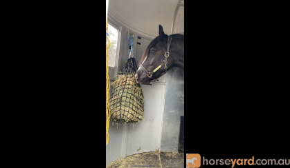GYPSY COB (75%) GELDING, 6YO, 15.3hh (Registered) on HorseYard.com.au