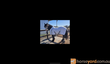 GYPSY COB (75%) GELDING, 6YO, 15.3hh (Registered) on HorseYard.com.au
