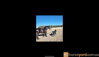 GYPSY COB (75%) GELDING, 6YO, 15.3hh (Registered) on HorseYard.com.au
