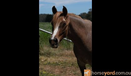 Pure Arabian Rabicano Chestnut Mare on HorseYard.com.au