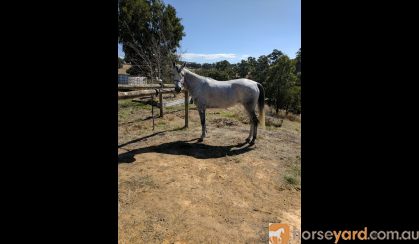 Pure bred Arabian mare on HorseYard.com.au