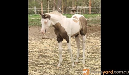 Triple rego grulla tovero colt on HorseYard.com.au