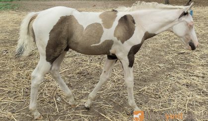 Triple rego grulla tovero colt on HorseYard.com.au