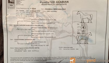 Pure bred Arabian mare on HorseYard.com.au