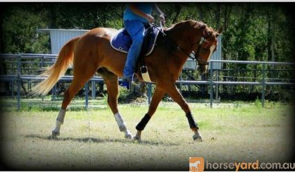 SOLD....Anglo Arab on HorseYard.com.au