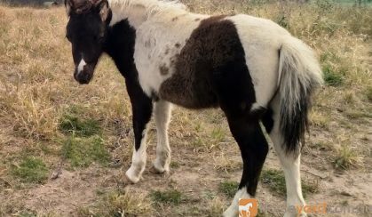 Black Buckskin Pinto Miniature Filly on HorseYard.com.au