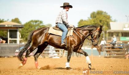 Bay Filly on HorseYard.com.au