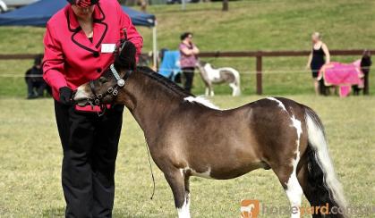 AMPS/APSB Buckskin - in foal - must go south/west on HorseYard.com.au