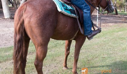 Quarter Horse Mare, Rosas Para Jacqui on HorseYard.com.au