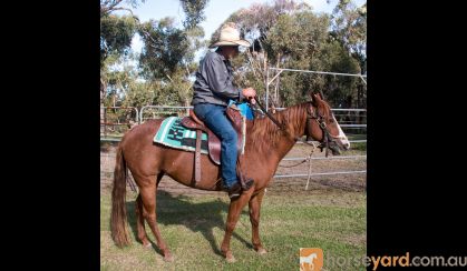 Quarter Horse Mare, Rosas Para Jacqui on HorseYard.com.au