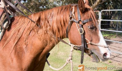 Quarter Horse Mare, Rosas Para Jacqui on HorseYard.com.au