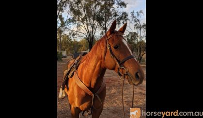 Smart quiet TB gelding on HorseYard.com.au