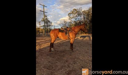 Smart quiet TB gelding on HorseYard.com.au