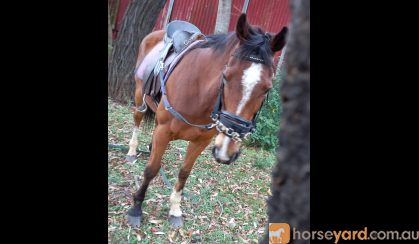 Horse and Gear for Sale on HorseYard.com.au